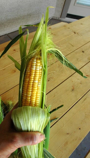 corn 