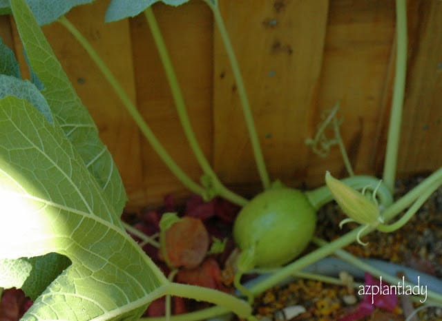 vegetable garden