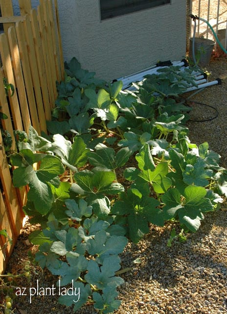 Family Vegetable Garden