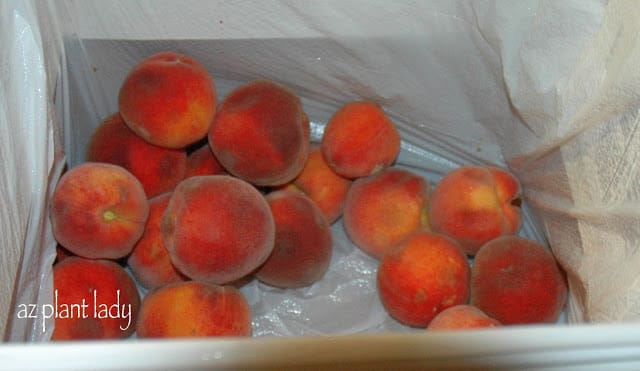 peaches