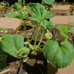 family vegetable garden