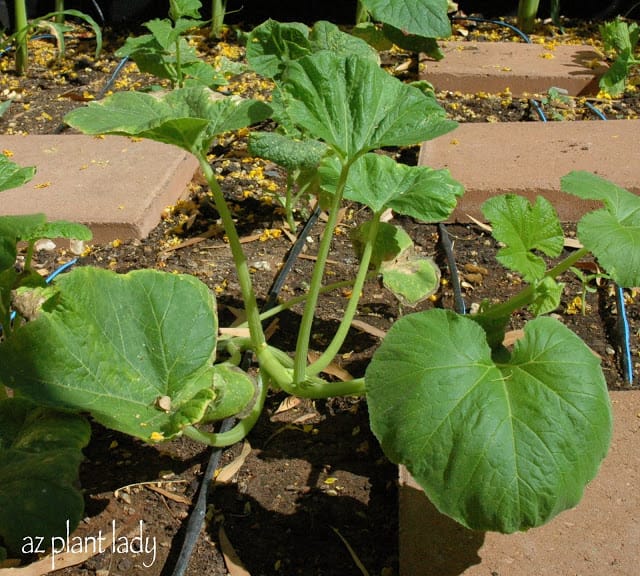 Family Vegetable Garden