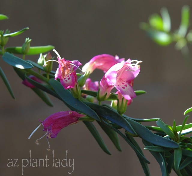 Pink Beauty (Eremophila laanii)