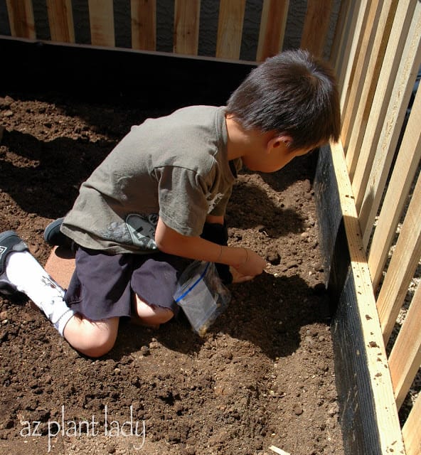 Kai first planted the corn seeds