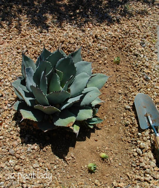 Agave americana surrounded by her 'pups'.
