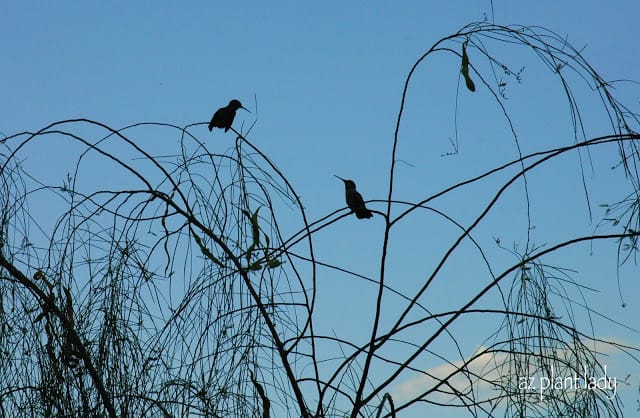 Garden in Evenings