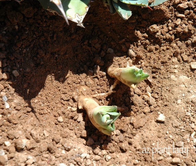 agave pups