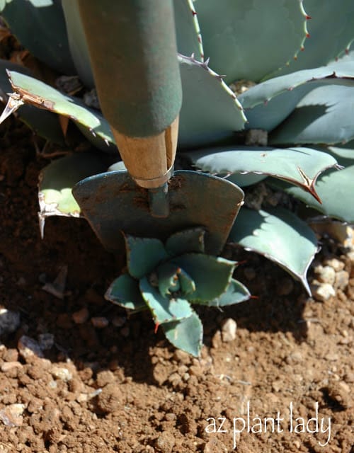 agave pups