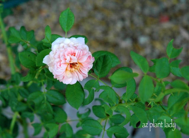 Garden in Evenings