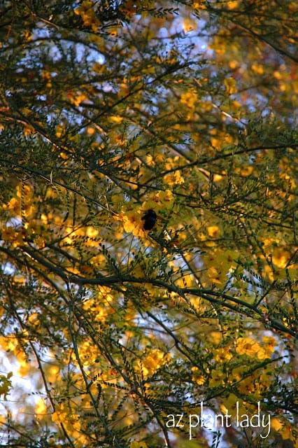 Garden in Evenings