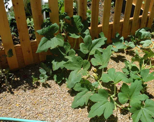 Family Vegetable Garden