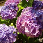 hydrangea shrub