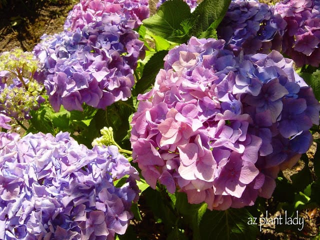 Hydrangea Shrub : Unrequited Love In The Garden....