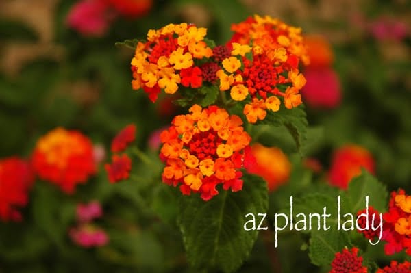 Radiation Lantana