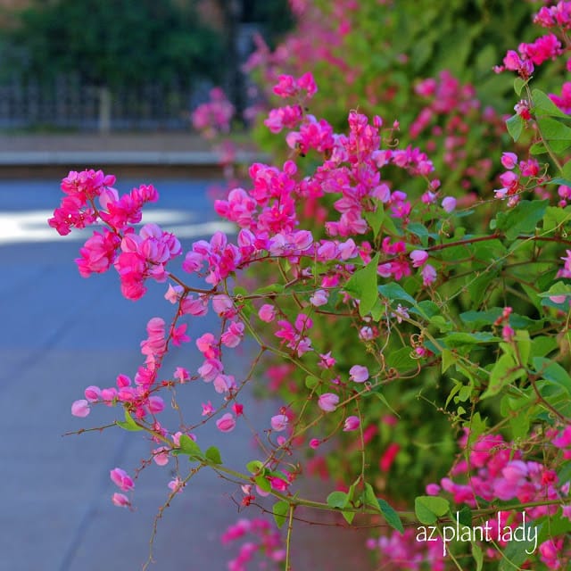 Queen's Wreath vine pink flowers