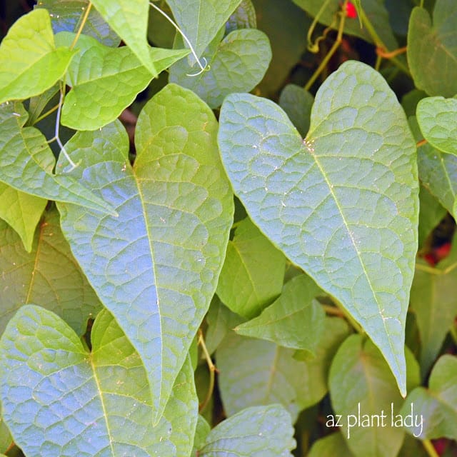 Queen's Wreath Vine heart-shaped leaves