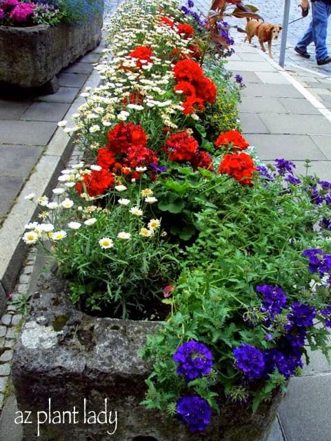 Geraniums