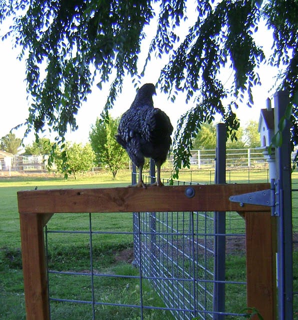 entrance to the chicken yard