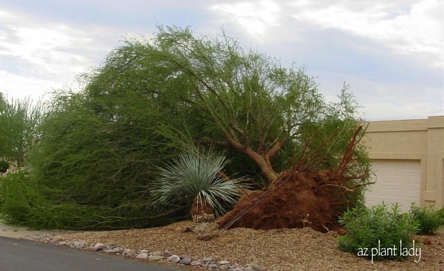 Monsoon storm