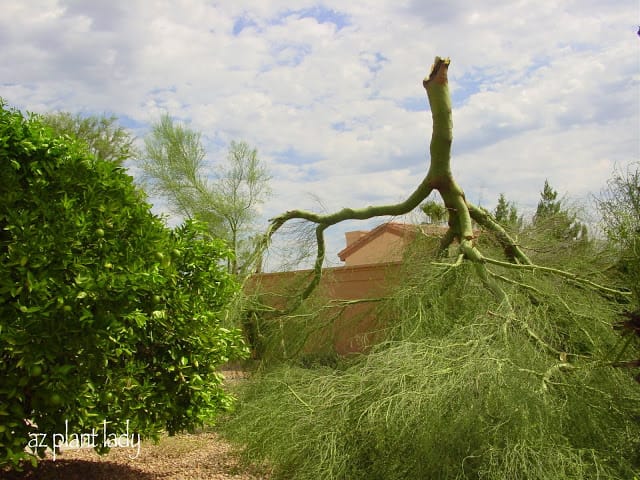 Palo Verde