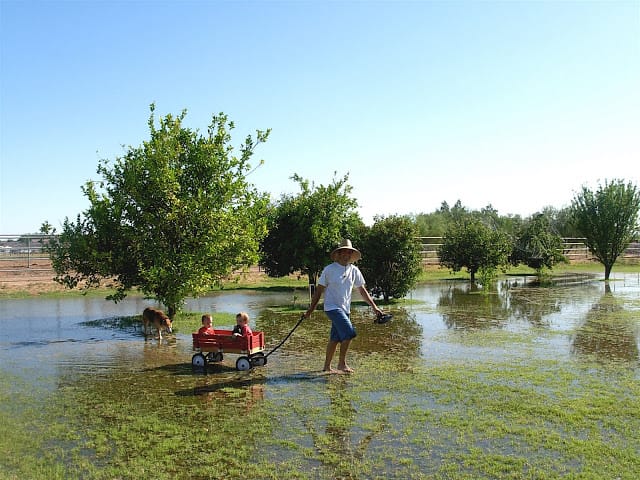 flood irrigation