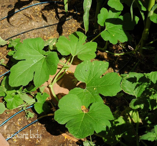 pumpkin plants