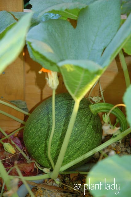 pumpkin plants