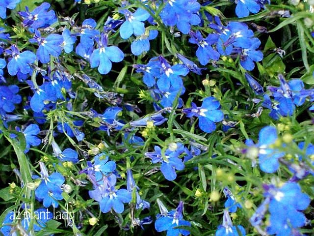 Lobelia