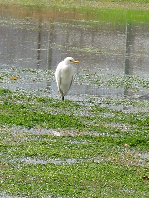 flood irrigation