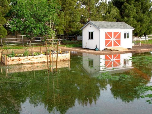 flood irrigation