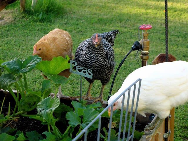  Chicken Farmer
