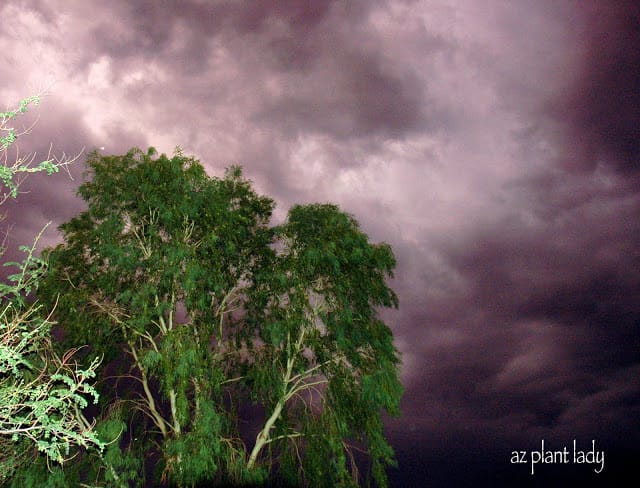 Monsoon storm, Clouds gathering over my house and Eucalyptus tree