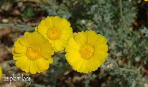 yellow flowering plants