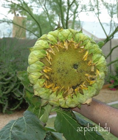 Sunflowers Garden