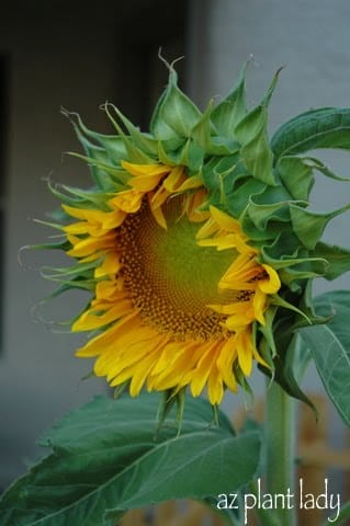 Sunflowers Garden