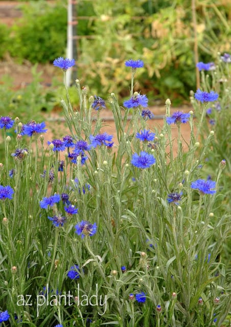 Bachelor's Button, Botanical Interests