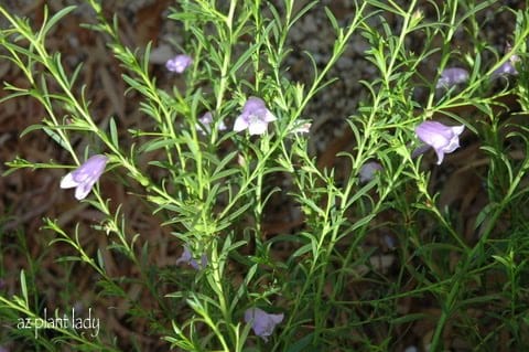 Eremophila x