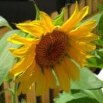 Opened-Sunflower