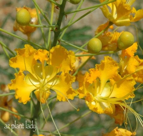 yellow flowering plants