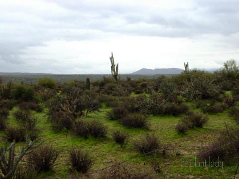 Tonto National Forest