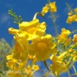 Yellow Bells