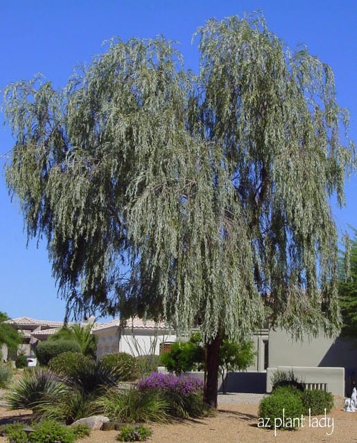 shoestring acacia tree california