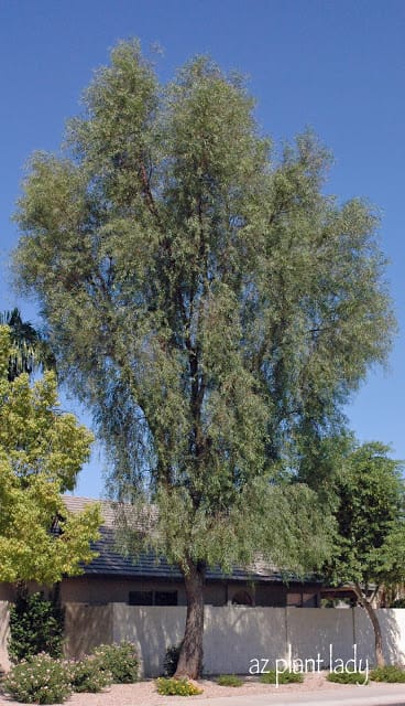 Willow Acacia