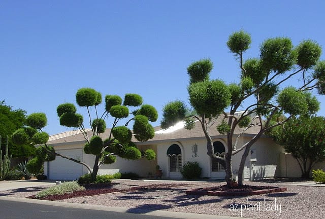 selecting desert tree