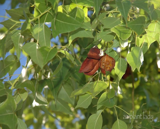 selecting desert tree