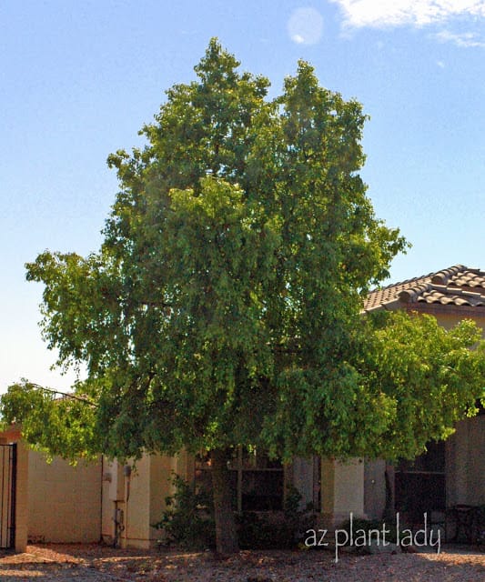 Bottle Tree