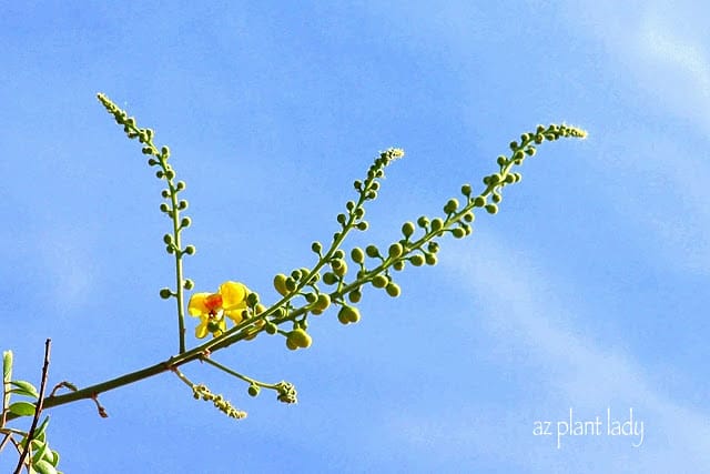 selecting desert tree