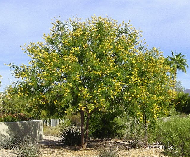 Cascalote 