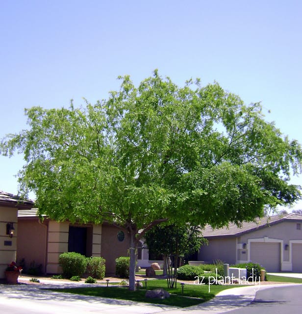 Evergreen Elm