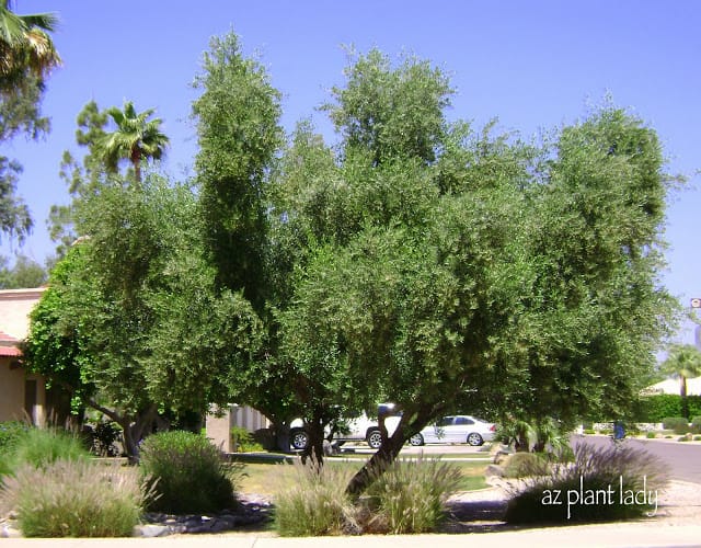 southern oak tree arizona